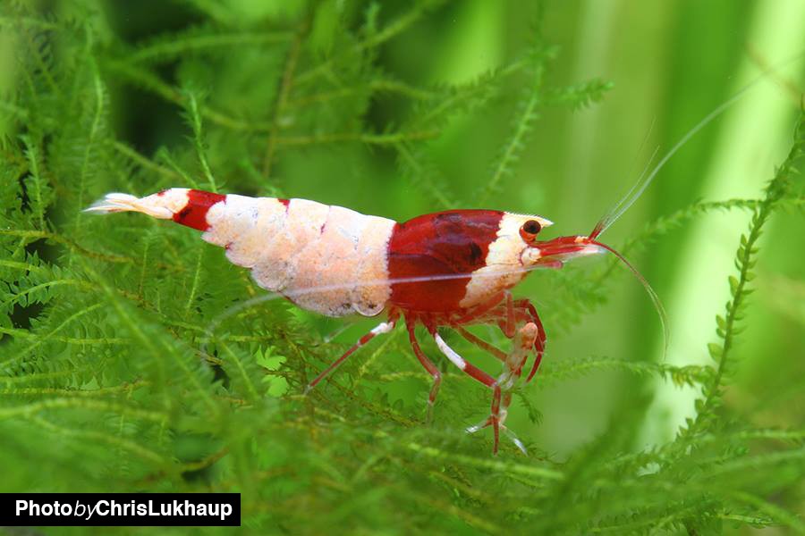 Red Shadow Mosura Shrimp